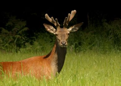 Red deer