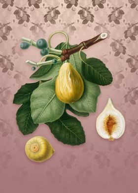 Common Fig on Dusty Pink