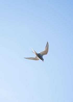 Tern