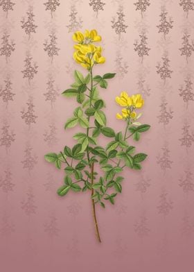 Vintage Common Cytisus