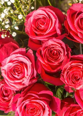 Roses in a bouquet