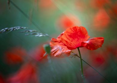 Red poppy flower, macro