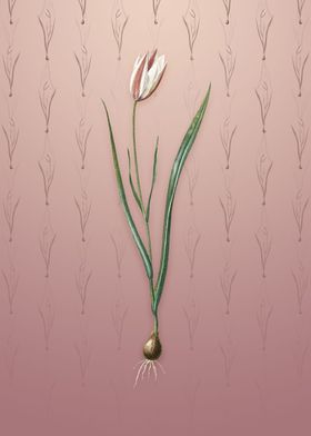 Lady Tulip on Dusty Pink