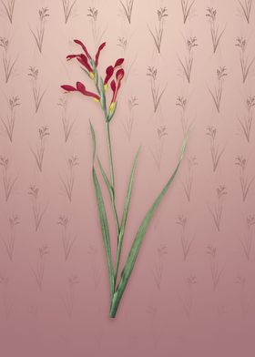 Vintage Gladiolus Cunonius