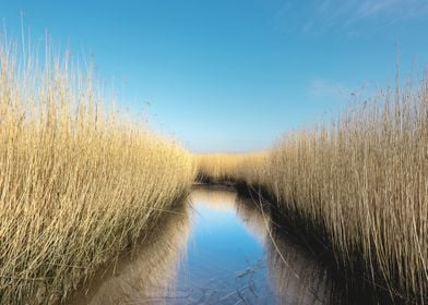  Reed fields Netherlands