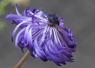 sea anemone flower