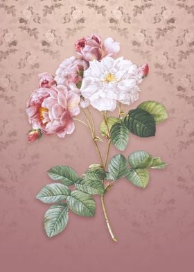 Vintage Pink Damask Rose