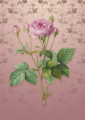 Vintage Pink French Roses