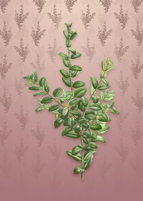 Vintage Boxwood Bush