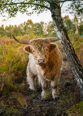 Scottish Highland Cow