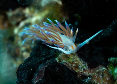 Underwater Nudibranch