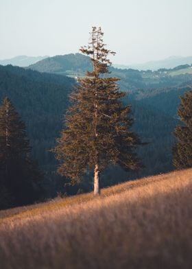 Tree in a field