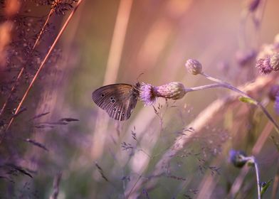 Butterfly, summer meadow