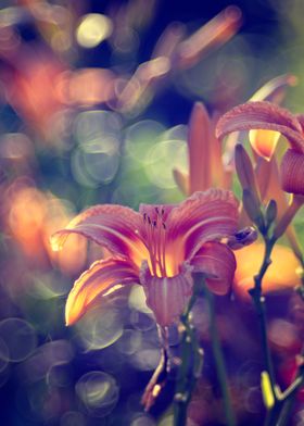 Orange daylily flowers