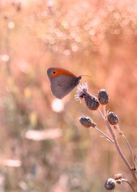 Butterfly, summer glade