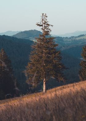 Tree in a field