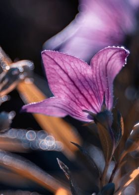 Purple flowers in garden