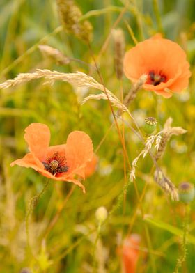 Poppies at a corn field