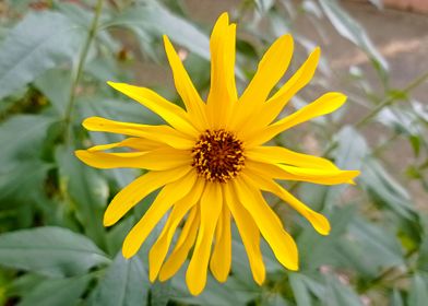 Photo yellow  flower
