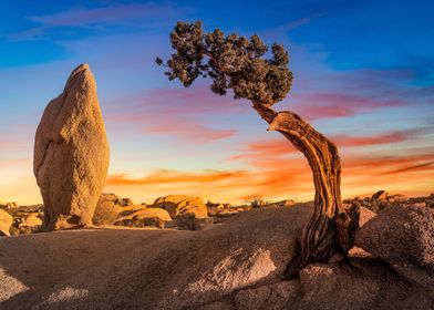 Desert Rock and Tree