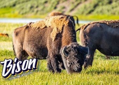 Bison at Yellowstone