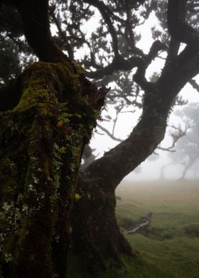 Madeira Landscape 10