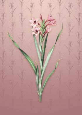 Sword Lily on Dusty Pink