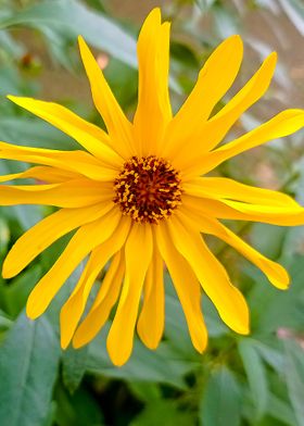 Yellow flower vivid