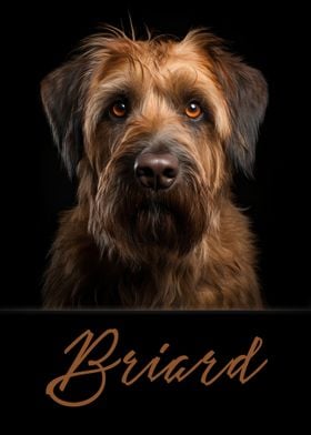 Briard