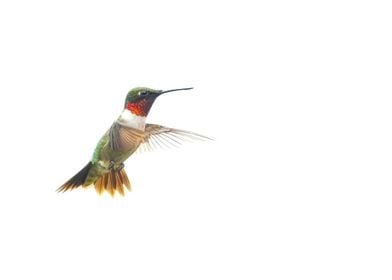 Hummingbird In Flight