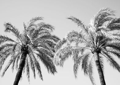 Palm Trees Beauty 5