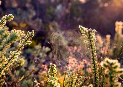 Cob Web in the Morning