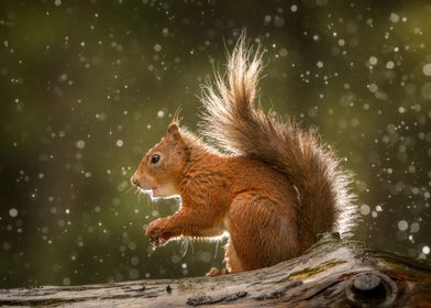 A Squirrel in the rain