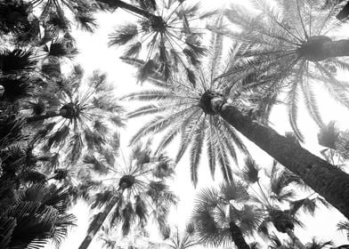 Under the Palm Trees 8