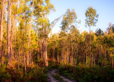 Woodland in the Morning