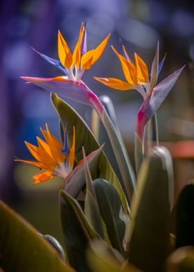 Strelitzia reginae, macro