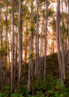 Morning Trees