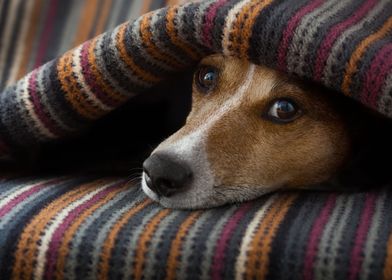 Cute puppy under blanket