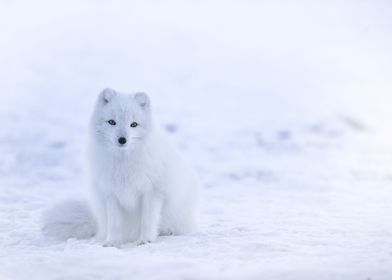 Baby Cub Arctic Fox