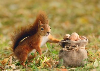 Squirrel and his nuts