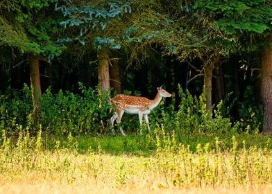 female doe roe deer