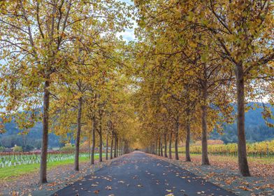 Wine Country Autumn