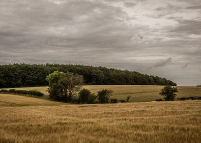 Storm over the Old Woods