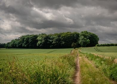 The Way to the Woods