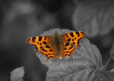 Butterfly Monochrome Leaf