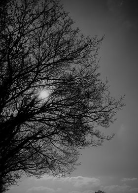 Monochrome Tree Silhouette