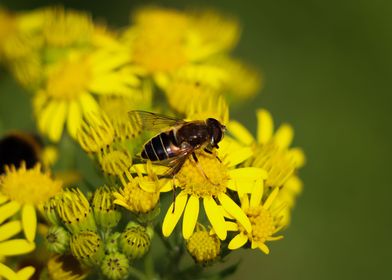 Macro Bee on Wild Flowers