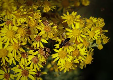 Wild Flowers with a Bee