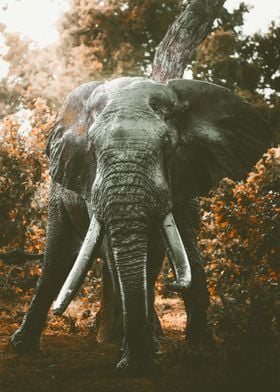 ELEPHANT