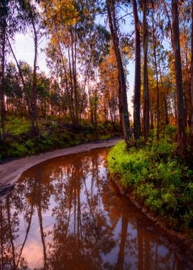 Trees Reflections